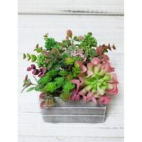 СКЯ01 Суккуленты 