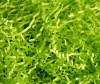 118-auto_width_1000